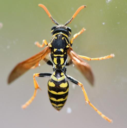 Polistes sp.